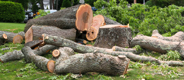 Best Arborist Consultation Services  in De Leon Springs, FL